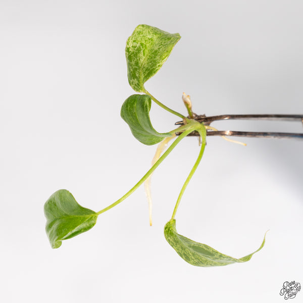 exo terra philodendron Philodendron 'Paraiso Verde' TC Plantlet – RPF Labs