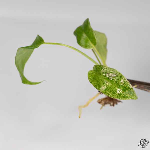 Philodendron 'Paraiso Verde' TC Plantlet