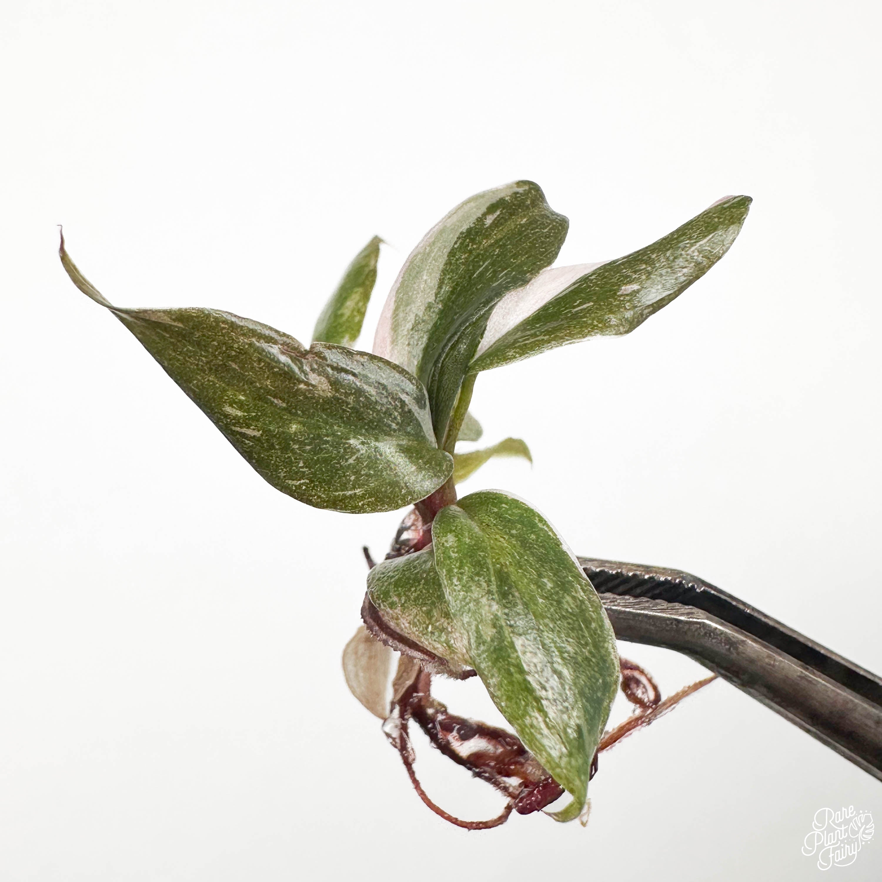 philodendron pink princess tissue culture Philodendron 'Pink Princess' TC Plantlet – RPF Labs