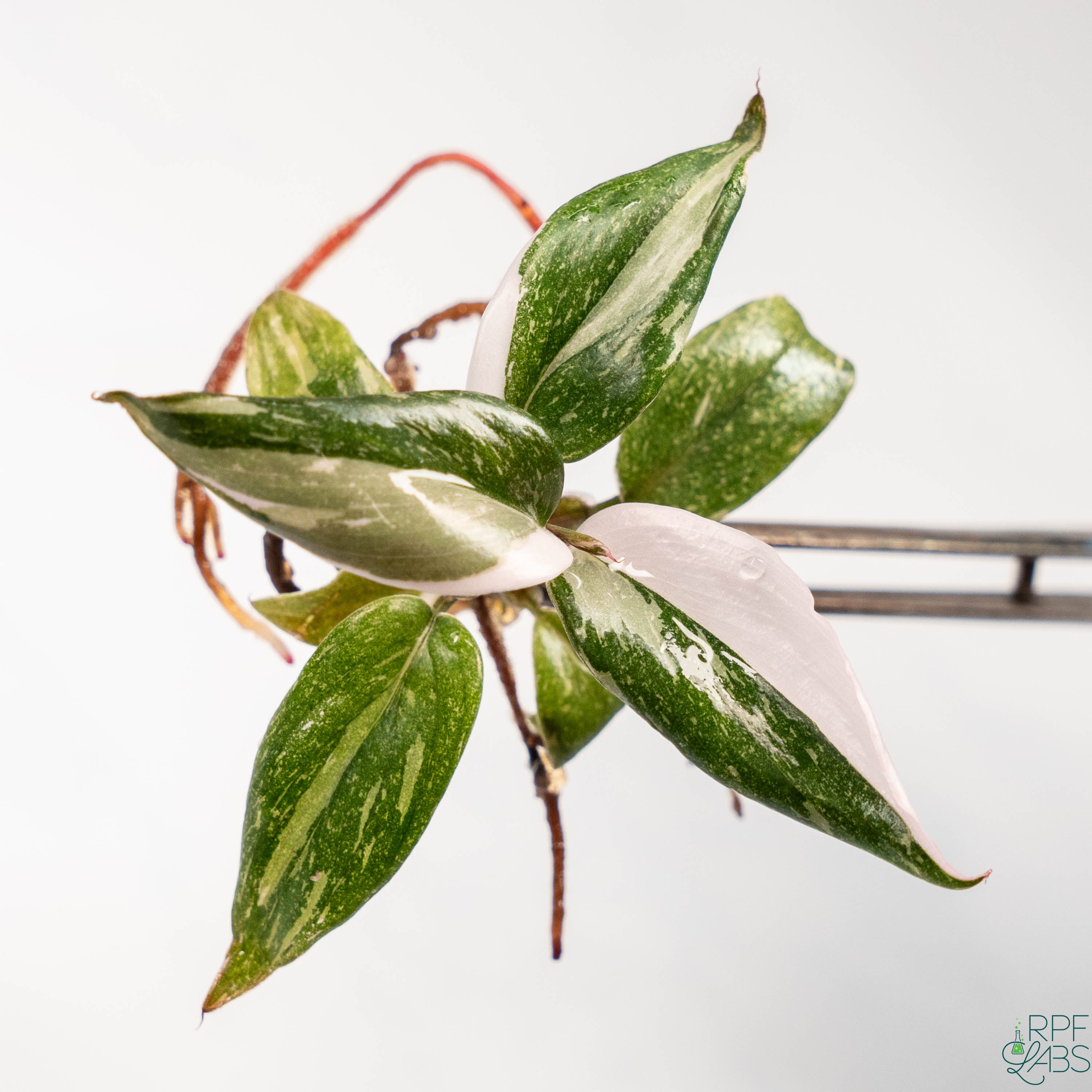 anderson philodendron Philodendron 'Red Anderson' TC Plantlet – RPF Labs