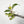 Philodendron 'Red Congo' Variegated TC Plantlet