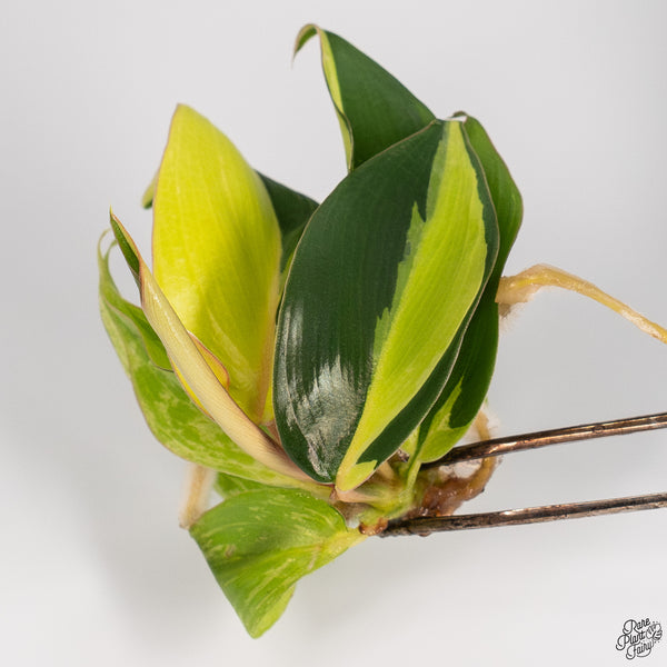 Philodendron 'Jungle Fever' Variegated TC Plantlet