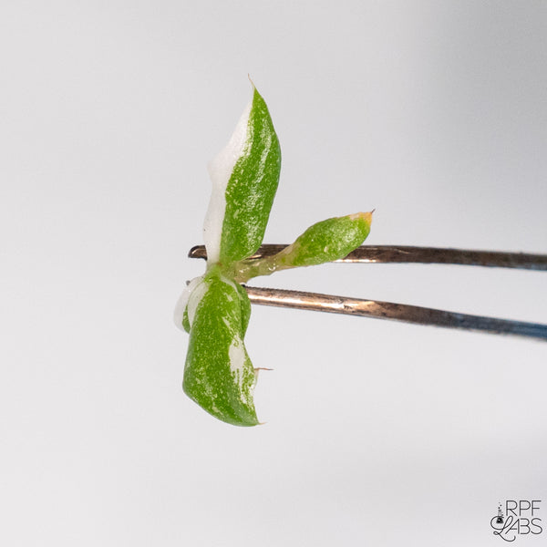 Philodendron 'White Knight' TC Plantlet