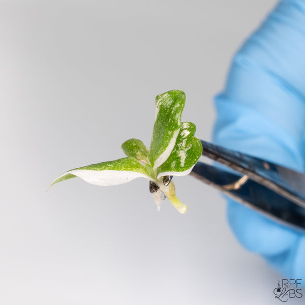 Philodendron 'White Knight' TC Plantlet
