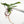 Philodendron 'White Princess' TC Plantlet