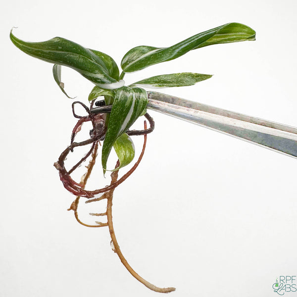 Philodendron 'White Princess' TC Plantlet