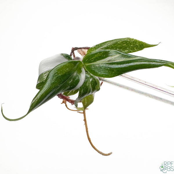 Philodendron 'White Princess' TC Plantlet