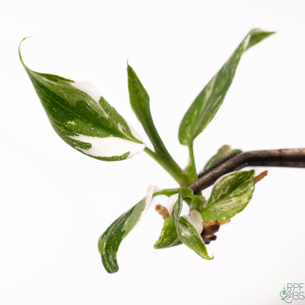 Philodendron 'White Wizard' TC Plantlet