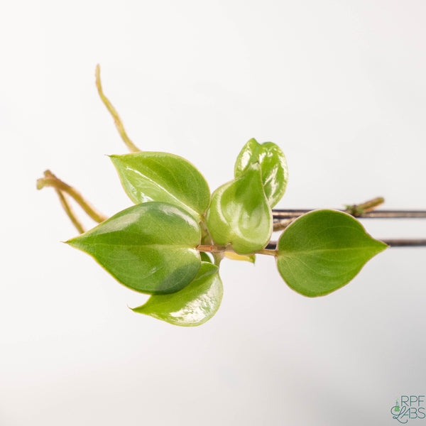 Philodendron billietiae TC Plantlet