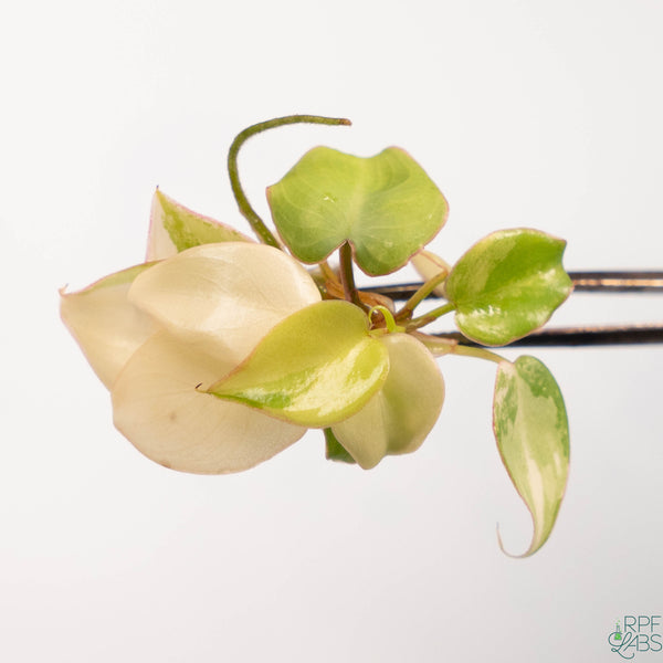 Philodendron billietiae Variegated TC Plantlet