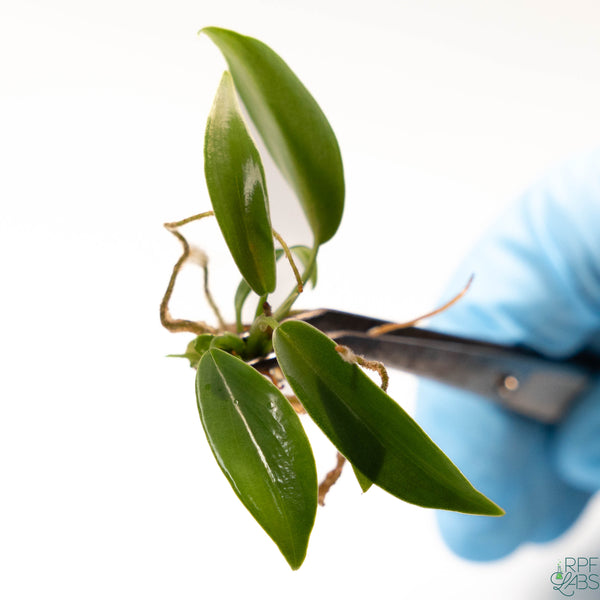 Philodendron joepii TC Plantlet