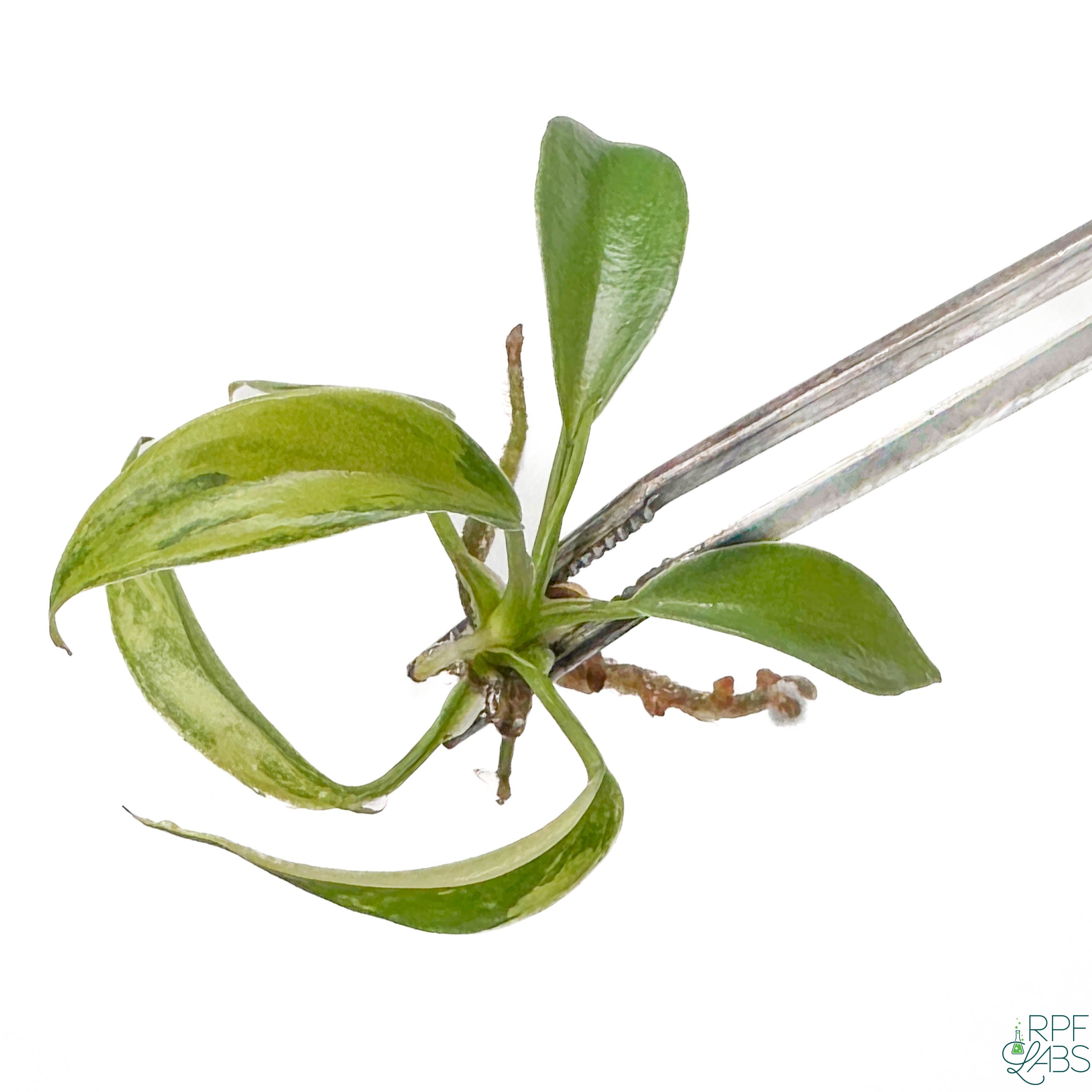 philodendron joepii price Philodendron 'Joepii' Variegated TC Plantlet