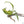 Philodendron joepii Variegated TC Plantlet