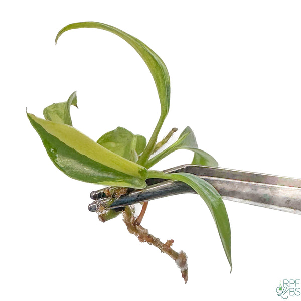 Philodendron joepii Variegated TC Plantlet