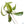 Philodendron joepii Variegated TC Plantlet