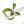 Philodendron joepii Variegated TC Plantlet
