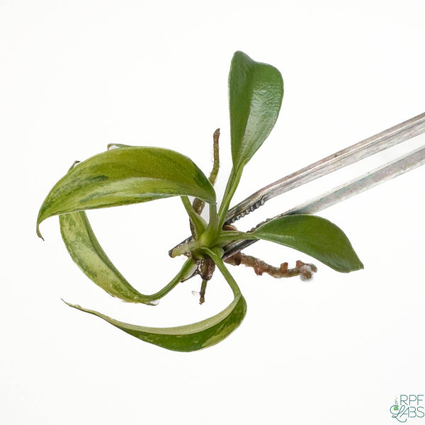 Philodendron joepii Variegated TC Plantlet