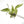 Philodendron longilobatum Albo Marginalia Variegated TC Plantlet