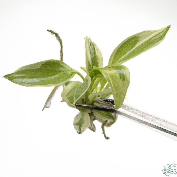 Philodendron longilobatum Albo Marginalia Variegated TC Plantlet