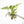 Philodendron longilobatum Albo Marginalia Variegated TC Plantlet