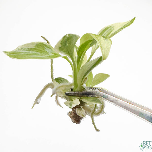 Philodendron longilobatum Albo Marginalia Variegated TC Plantlet