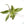 Philodendron longilobatum Albo Marginalia Variegated TC Plantlet