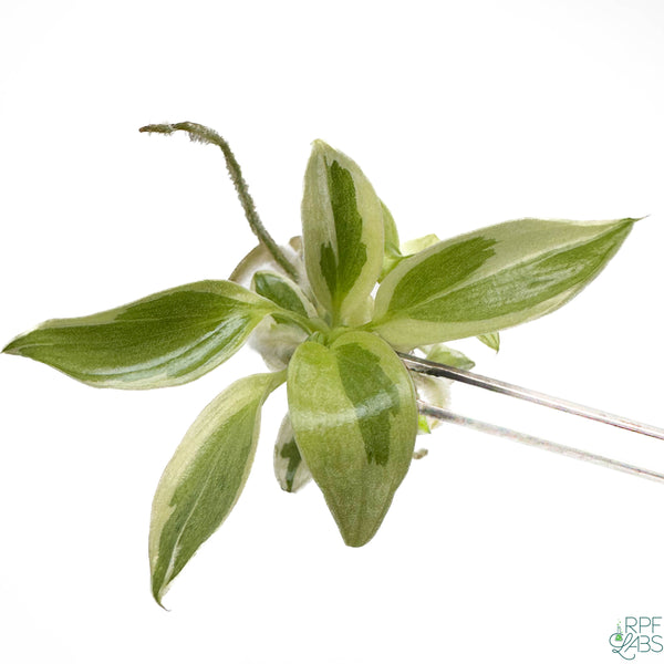 Philodendron longilobatum Albo Marginalia Variegated TC Plantlet