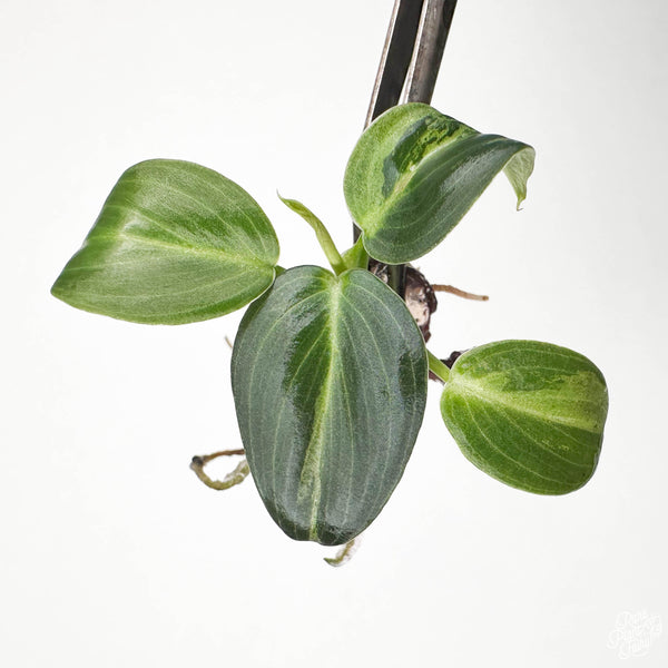 Philodendron melanochrysum Variegated TC Plantlet