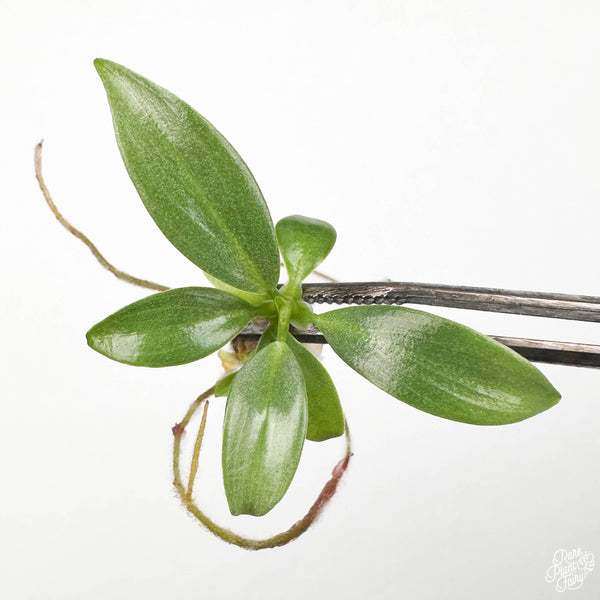 Philodendron pastazanum 'McDowell' TC Plantlet