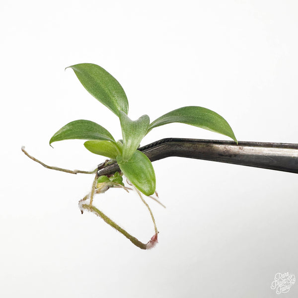 Philodendron pastazanum 'McDowell' TC Plantlet