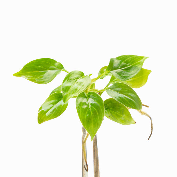 Philodendron serpens (TC Plantlet)