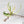 Philodendron tortum Albo Variegated TC Plantlet
