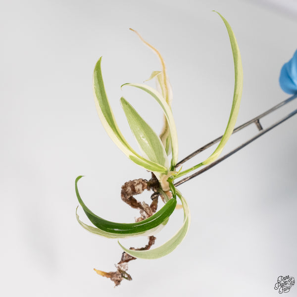 Philodendron tortum Albo Variegated TC Plantlet