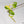 Philodendron warscewiczii 'Gold' Variegated TC Plantlet