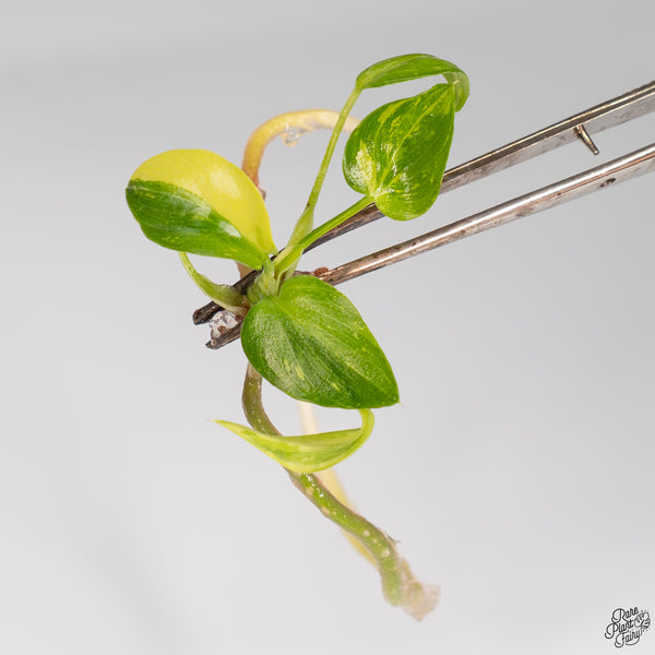 Philodendron warscewiczii 'Gold' Variegated TC Plantlet