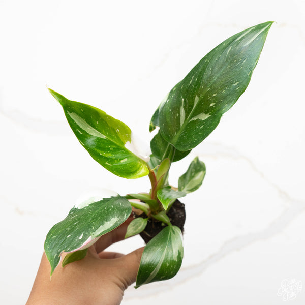 Philodendron 'White Princess' TC Plantlet