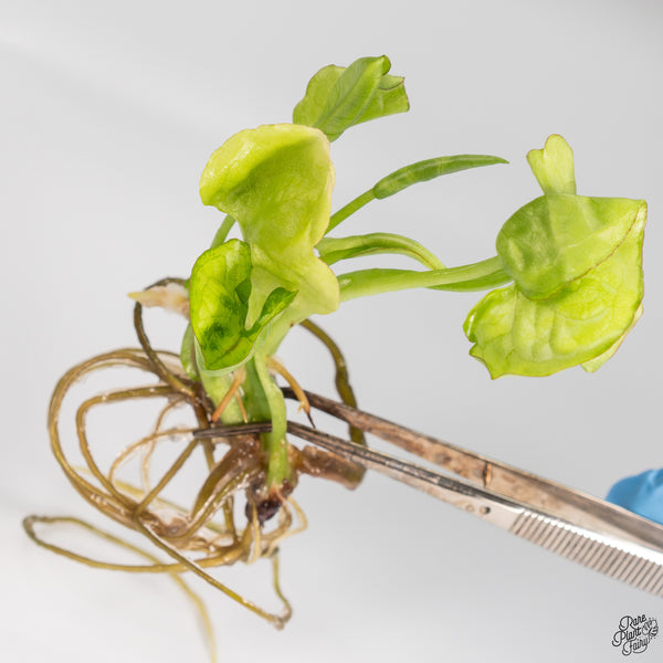 Syngonium 'Gold Allusion' Variegated TC Plantlet