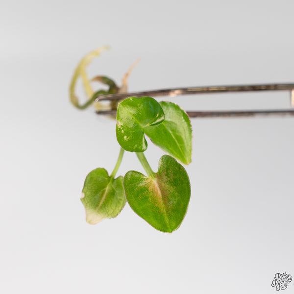 Syngonium 'Red Spot Tricolor' TC Plantlet