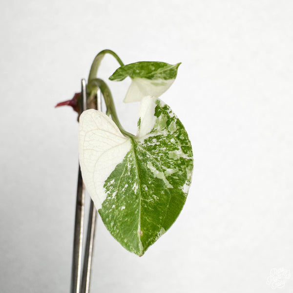 Syngonium podophyllum Albo Variegated TC Plantlet