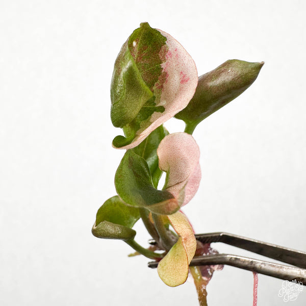 Syngonium podophyllum 'Strawberry Ice' TC Plantlet