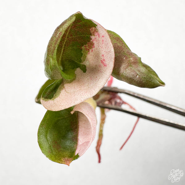 Syngonium podophyllum 'Strawberry Ice' TC Plantlet