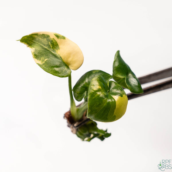 Thaumatophyllum bipinnatifidum 'Atom' Variegated TC Plantlet