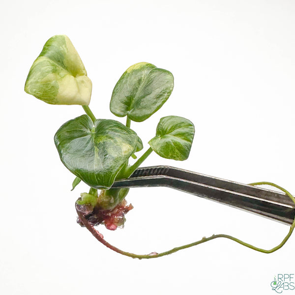 Thaumatophyllum bipinnatifidum 'Atom' Variegated TC Plantlet