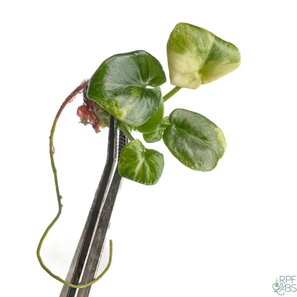 Thaumatophyllum bipinnatifidum 'Atom' Variegated TC Plantlet