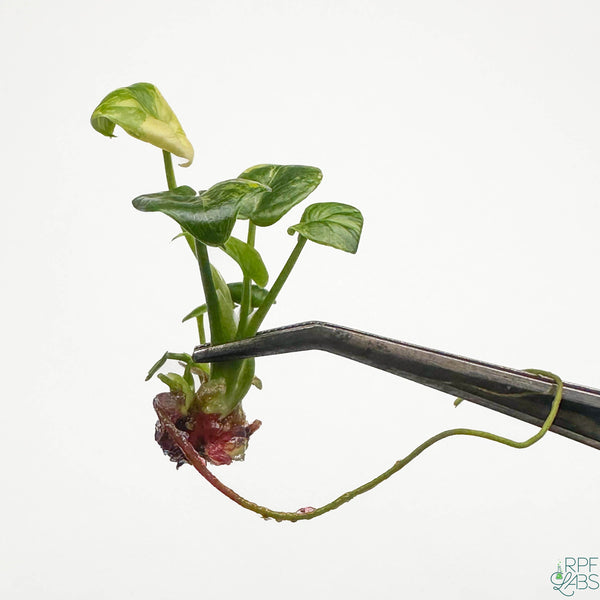 Thaumatophyllum bipinnatifidum 'Atom' Variegated TC Plantlet