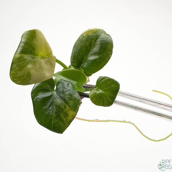 Thaumatophyllum bipinnatifidum 'Atom' Variegated TC Plantlet