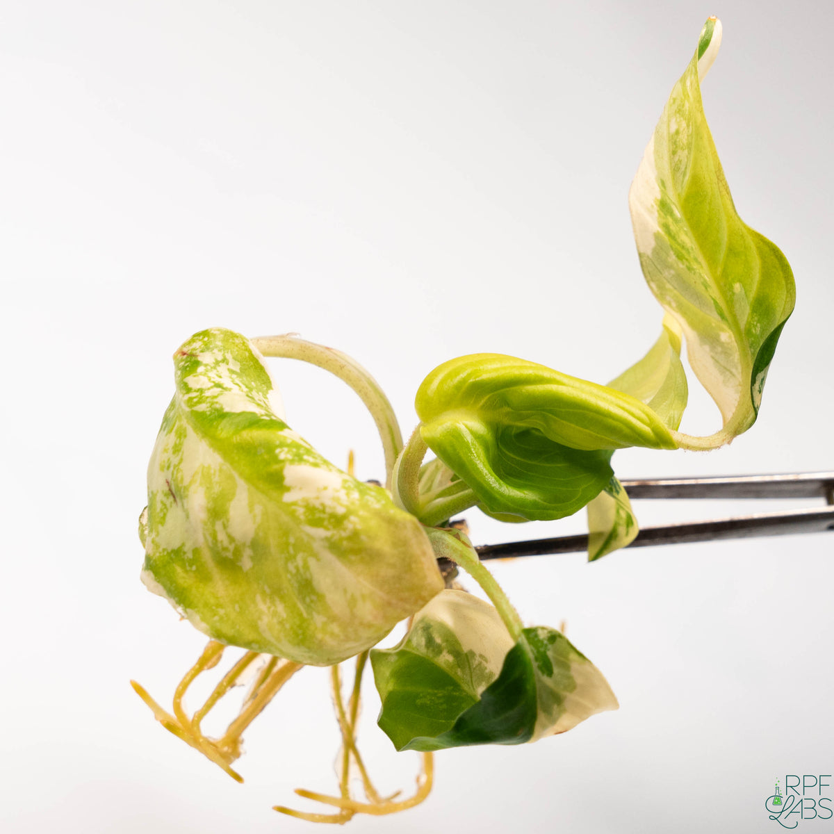 Phyllotaenium lindenii Variegated TC Plantlet – RPF Labs