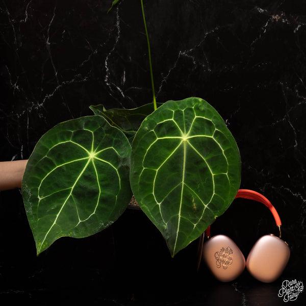 Anthurium 'Forgetii' TC Plantlet