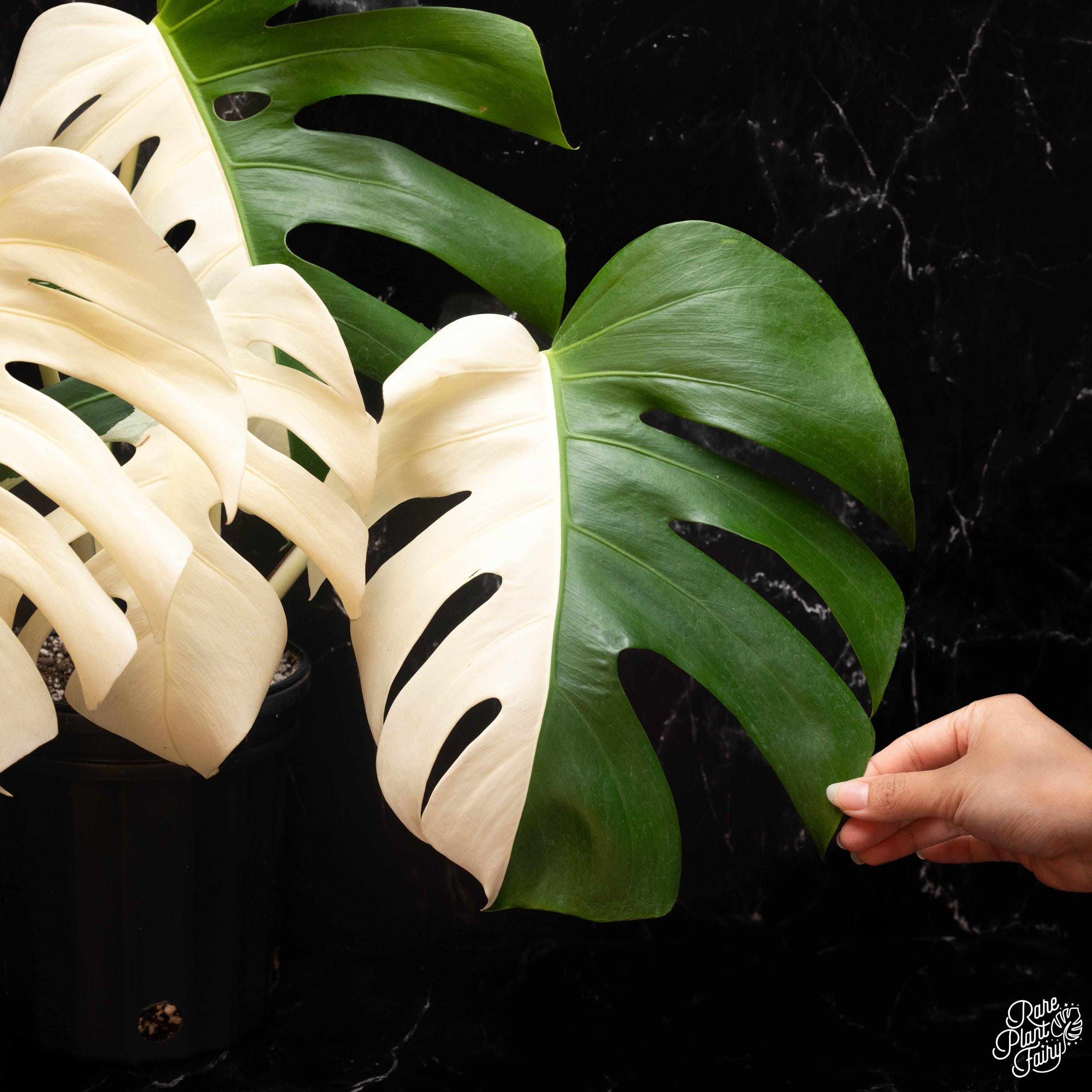 philodendron scindapsus pictus Scindapsus 6